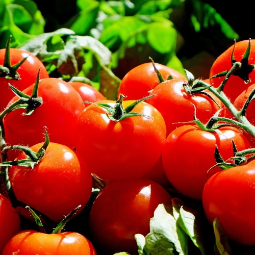 Tomatenvielfalt ...
